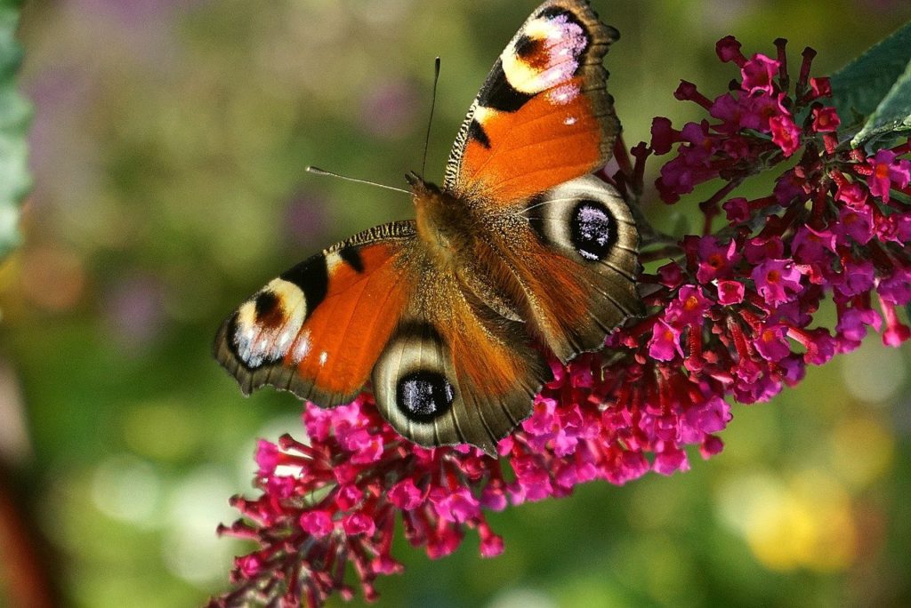 butterfly, painted peacock, flower
