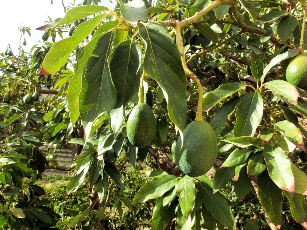 avocado, tree, plant